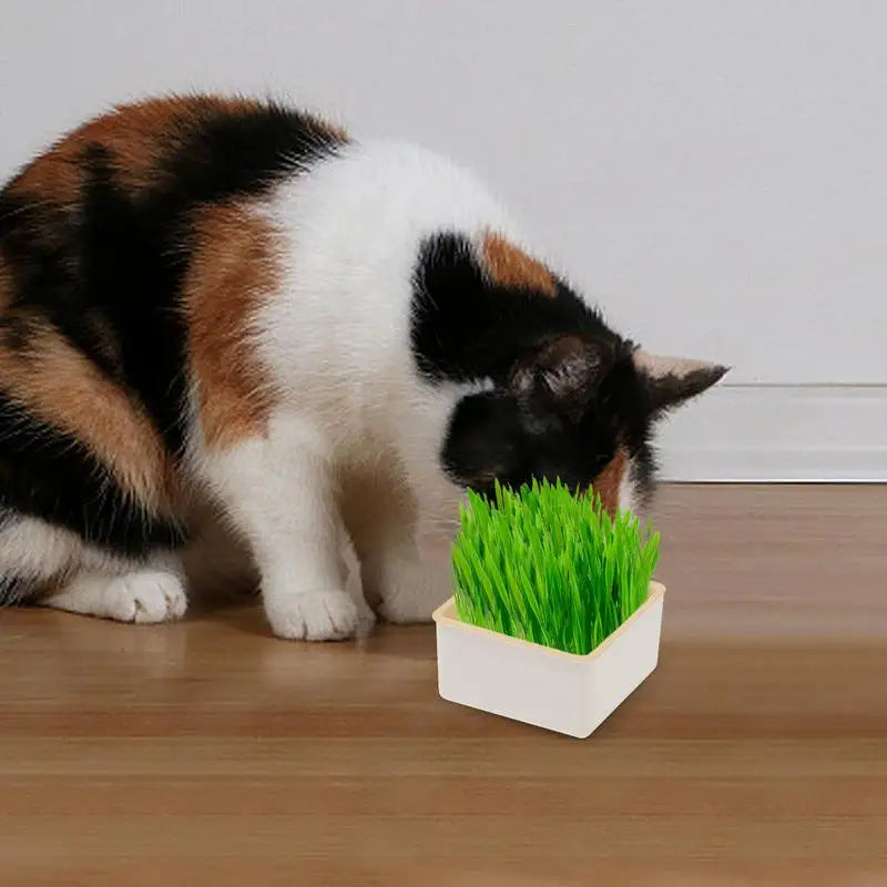 Layered Cat Grass Planter Kit Soilless Convenience For Cats