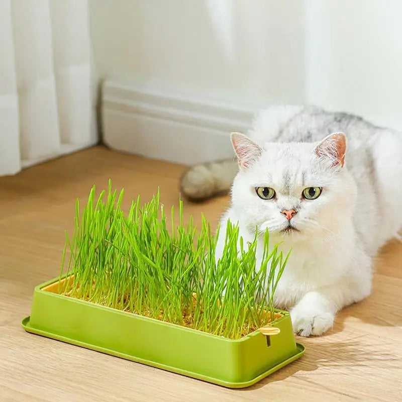 Layered Cat Grass Planter Kit Soilless Convenience For Cats