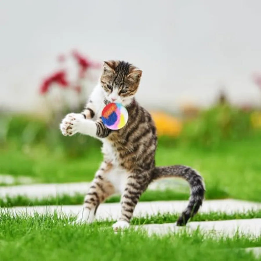 Rainbow Cat Pom Pom Balls 60 Pack Soft Plush Kitten Toy