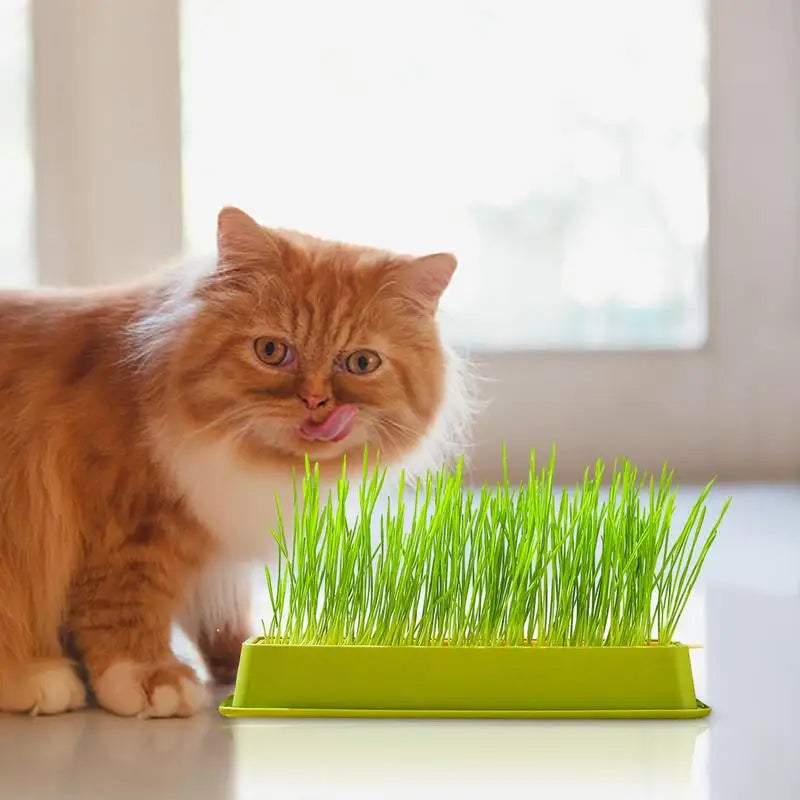 Layered Cat Grass Planter Kit Soilless Convenience For Cats