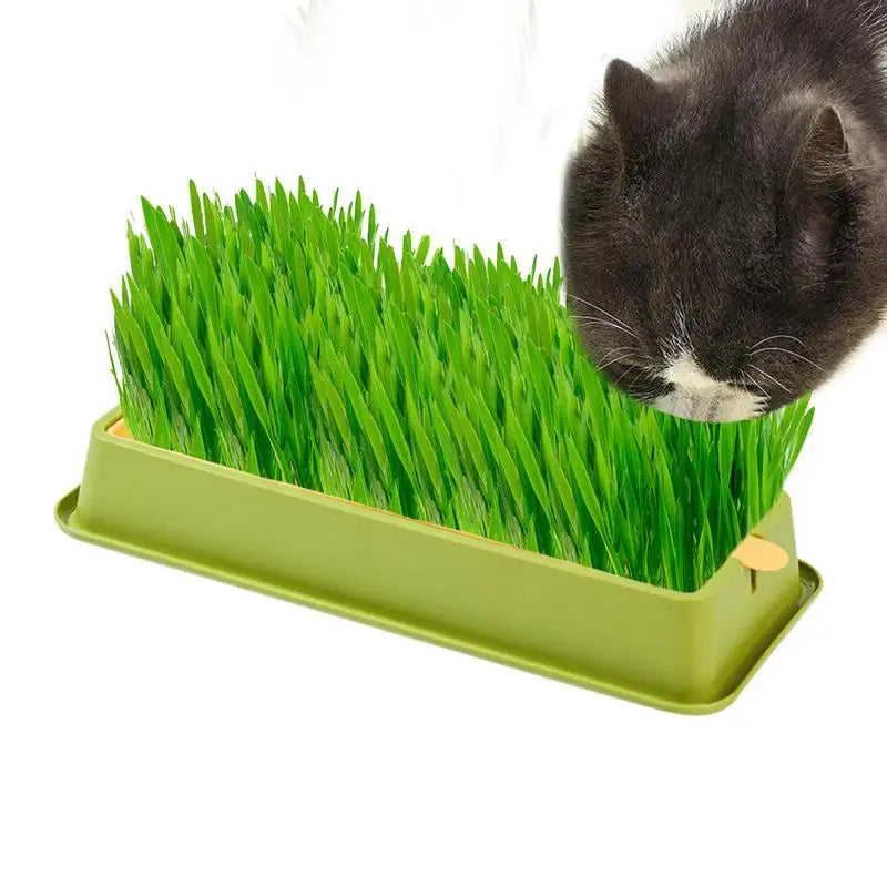 Layered Cat Grass Planter Kit Soilless Convenience For Cats